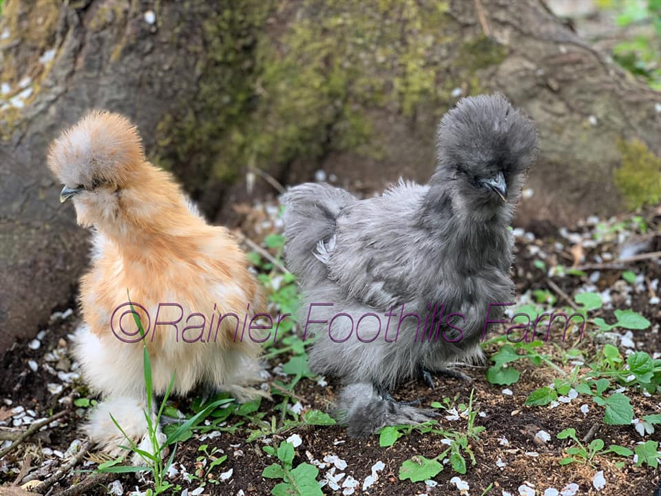 6 Hatching Eggs 3 Polish Chicken Hatching Eggs And 3 Silkie Hatching Eggs. 